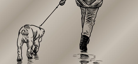 Assistance dogs in the practice image